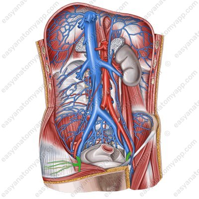 Inferior epigastric artery (a. epigastrica inferior)